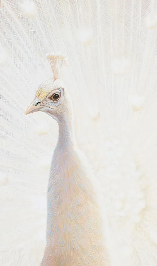 EasyStyle Dekor 44E Peafowl