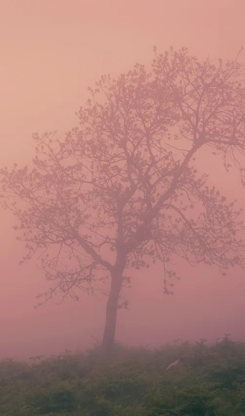Tree in the fog