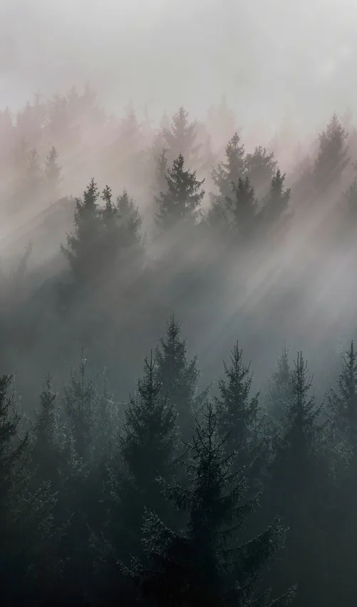 EasyStyle Dekor 44K Forrest